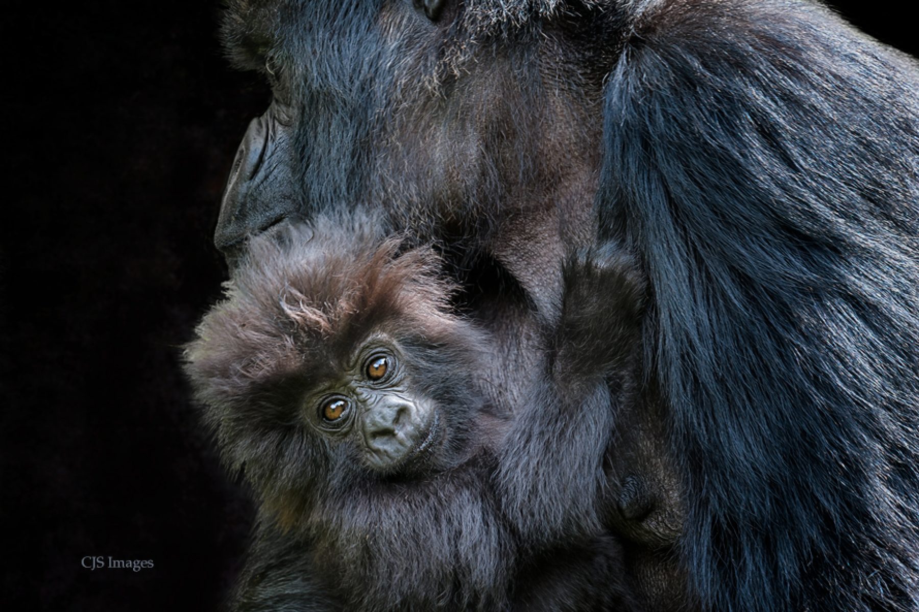 Mountain Gorillas Of Rwanda