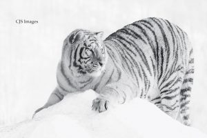 Tigers In Black And White